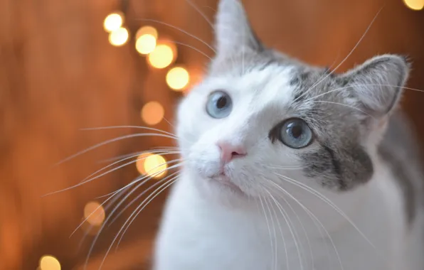 Картинка кошка, взгляд, мордочка, голубые глаза, боке