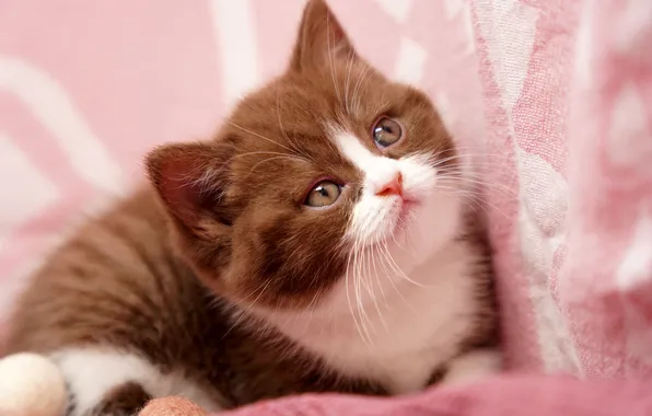 Кошка, взгляд, поза, котенок, портрет, малыш, ткань, лежит