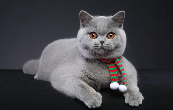 Кошка, кот, котенок, портрет, мордашка, шарфик, британский, фотостудия