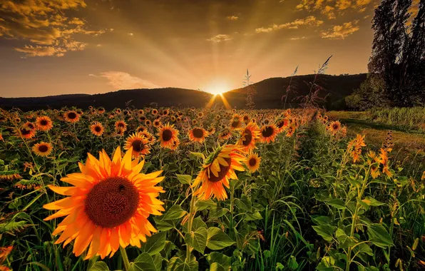 Картинка summer, golden, sky, field, glow, rays, morning, sun