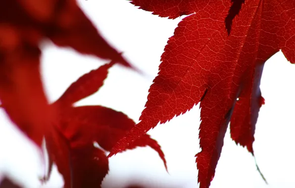 Картинка осень, белый, листья, макро, красный, фон, листва, кленовый лист