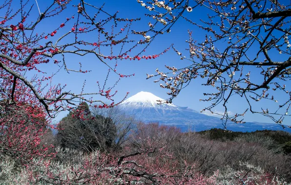 Картинка гора, вулкан, Япония, сакура, Fuji