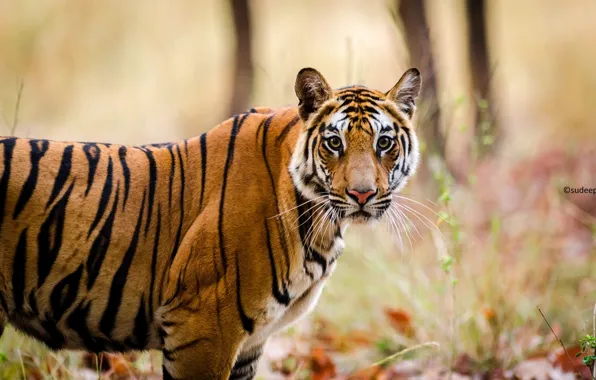 Картинка морда, полоски, хищник, дикая кошка, бенгальский тигр