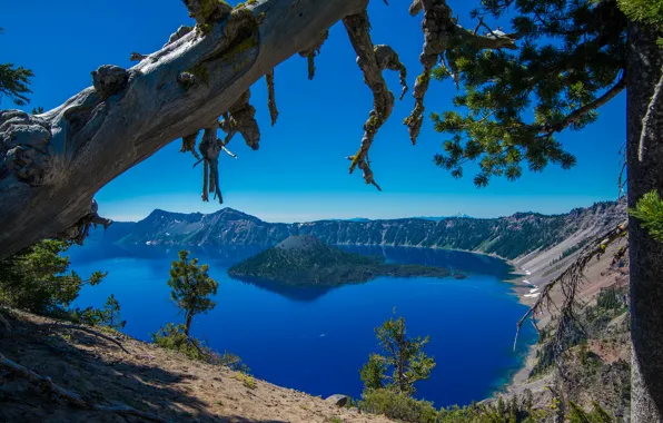 Картинка деревья, остров, Орегон, Oregon, Crater Lake, Crater Lake National Park, Озеро Крейтер