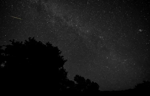 Космос, звезды, деревья, ночь, силуэт