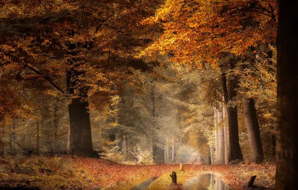 Дорога, осень, лес