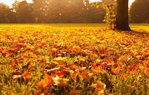 Картинка осень, трава, макро, свет, деревья, природа, листва, желтые