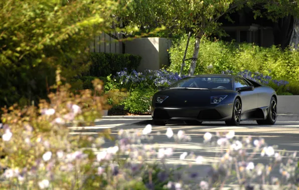 Flowers, Murcielago, Matte black