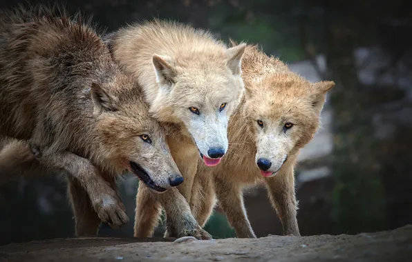 Картинка nature, predator, animal, wolf, wildlife, portrait, portrait., Canis lupus. face
