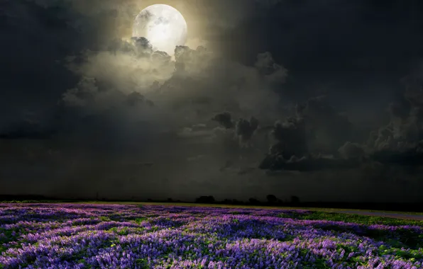 Картинка поле, цветы, ночь, луна, лаванда