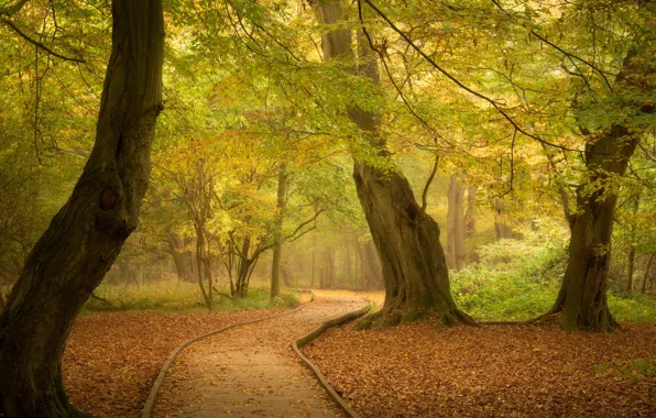 Картинка осень, лес, деревья, парк, Англия, дорожка, тропинка