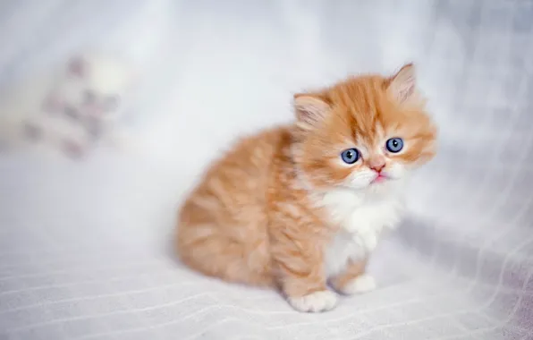 Малыш, рыжий, котёнок, рыжий котёнок, персидская кошка