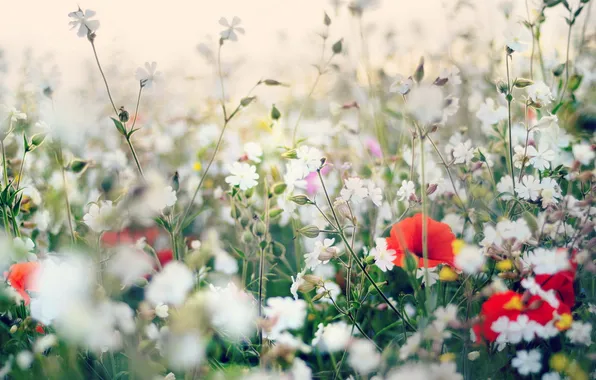 Лето, цветы, природа