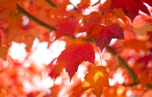 Осень, листья, природа