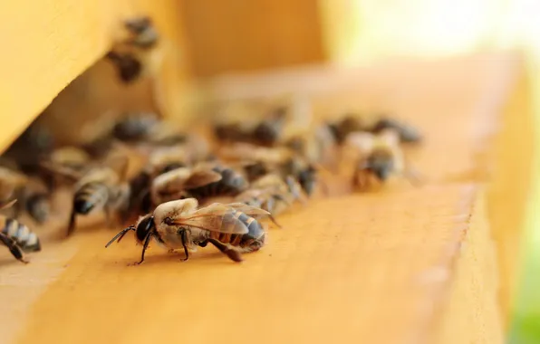 Картинка природа, улей, пчёлы
