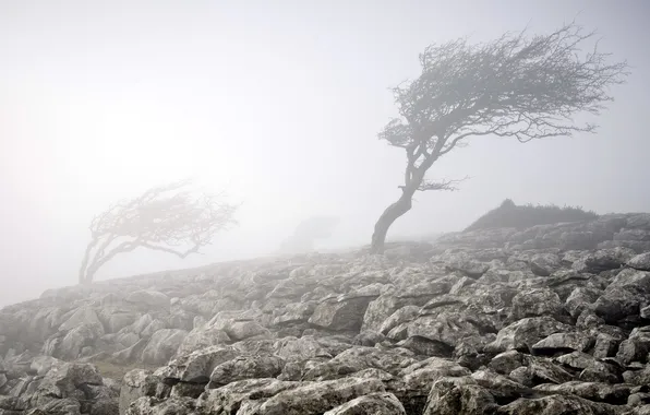 Картинка природа, туман, камни, дерево