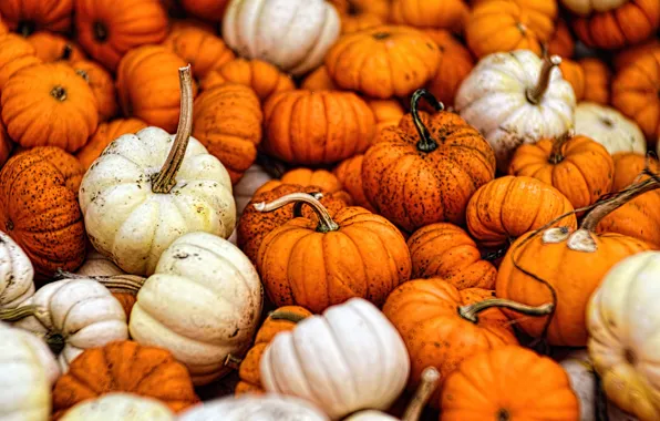 Картинка autumn, fall, gourds