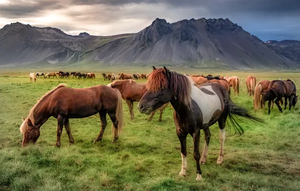 Картинка горы, лошади, Исландия