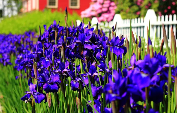 Картинка Весна, Май, Spring, Цветение, Фиолетовые цветы, May, Flowering, Purple flowers