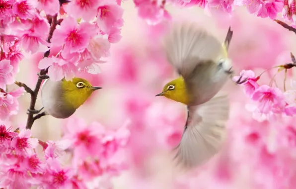 Картинка ветки, весна, сакура, Тайвань, птички, парочка, белоглазка, FuYi Chen