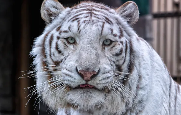 Картинка кошка, взгляд, морда, белый тигр