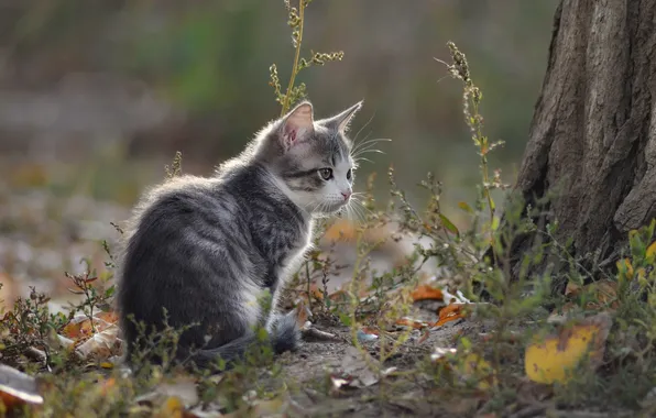 Картинка кошка, взгляд, фон