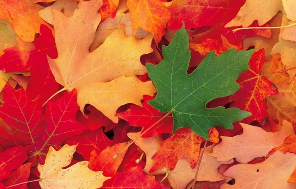 Картинка осень, листья, макро, цветные, клён