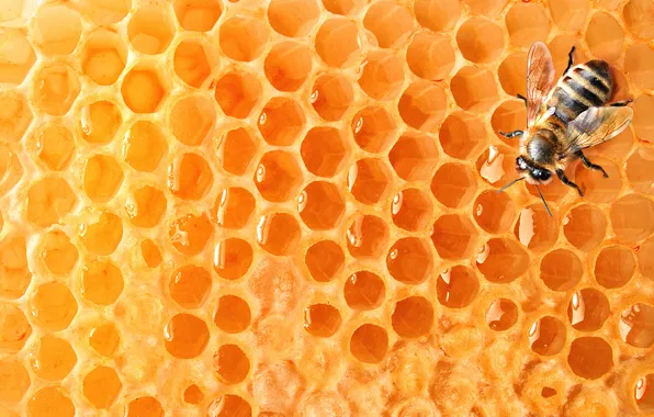Картинка пчела, соты, мед