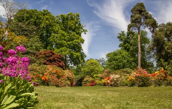 Деревья, Англия, сад, England, Exbury, Gardens