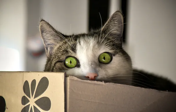 Глаза, кот, взгляд, коробка, кошак