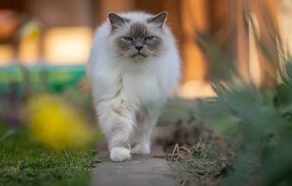 Кошка, кот, взгляд, поза, сад, мордочка, прогулка, тропинка