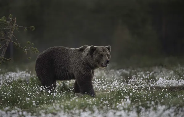 Картинка медведь, великан, bear