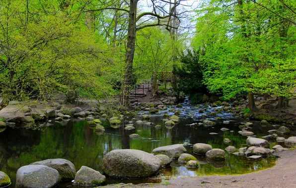 River, water, park, tree, stones