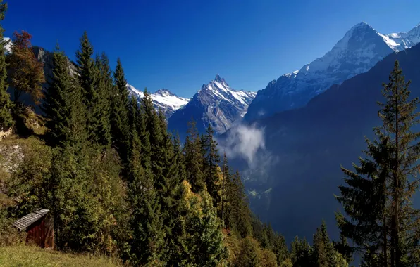 Картинка лес, горы, Швейцария, ели