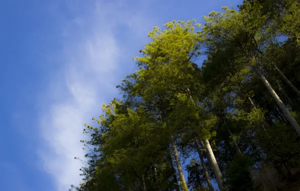 Green, sky, trees, nature, blue, cloud, high, green tree