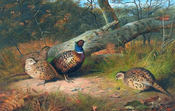 Трава, Деревья, Птицы, Картина, Фазаны, Archibald Thorburn, Арчибальд Торберн, Шотландский живописец