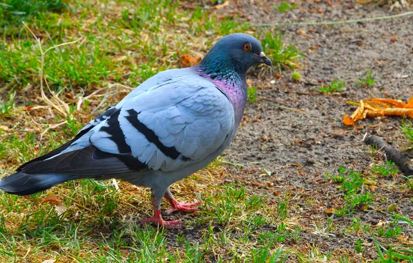 Bird, pigeon, rapprochement