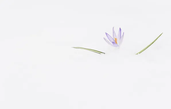 Картинка цветок, снег, фон