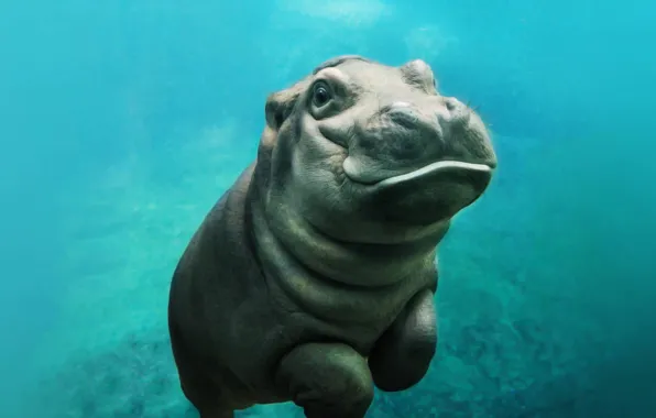 Sea, hippo, baby hippo