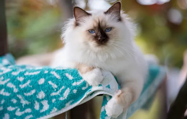Кошка, белый, кот, взгляд, поза, котенок, портрет, полотенце