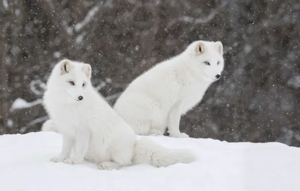 Картинка зима, снег, парочка, Песец, Полярная лисица