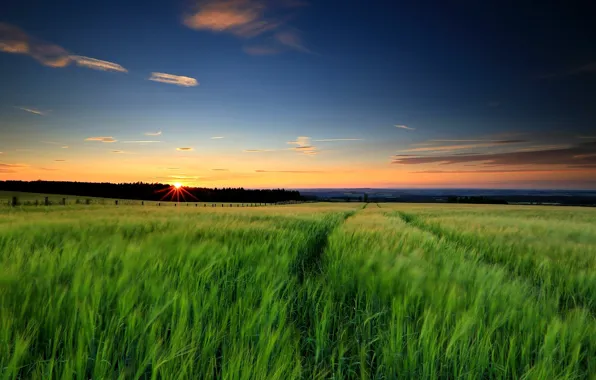 Картинка зелень, поле, небо, трава, солнце, пейзаж, закат, природа