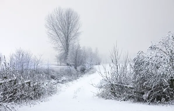 Картинка зима, иней, дорога, деревья, ветки, природа, Снег, кусты