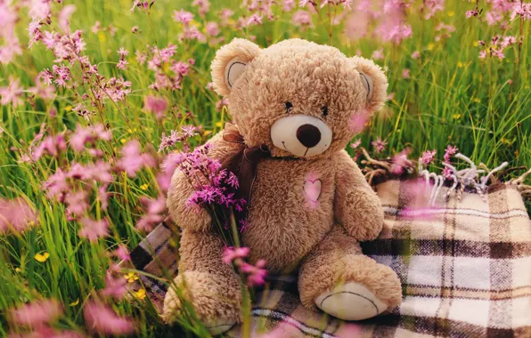 Поле, цветы, мишка, love, field, heart, pink, flowers