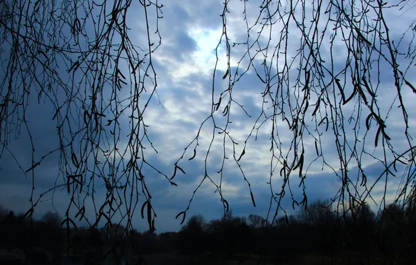 Картинка dark, sky, cloud, tree, twig