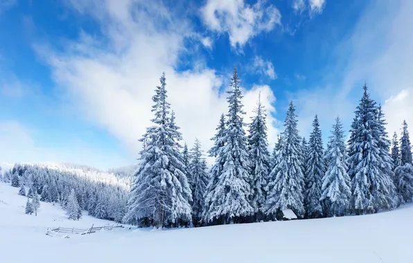 Картинка зима, лес, облака, снег, ёлки