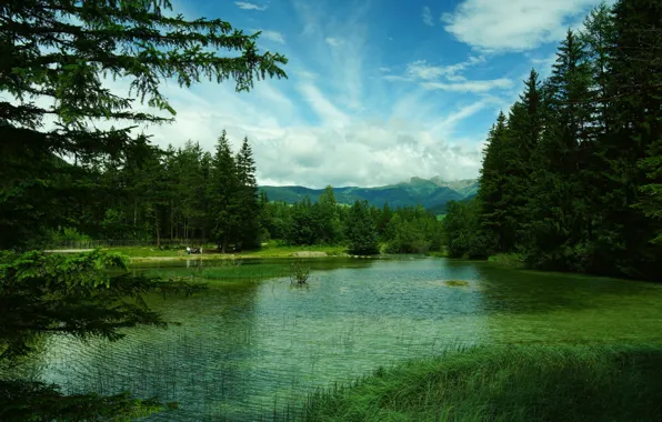 Зелень, лес, трава, деревья, горы, озеро, Италия, Toblach Lake