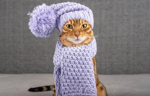 Кошка, кот, взгляд, поза, шапка, шарф, мордашка