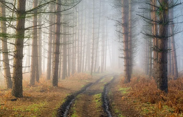 Картинка дорога, лес, туман, дымка