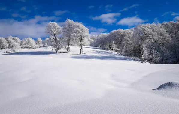 Картинка зима, поле, деревья